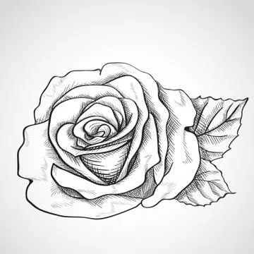 Sketch rose Stock Illustration