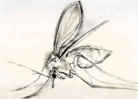  A sketch of a sand fly, which is capable of transmitting the parasites th... Stock-Fotos