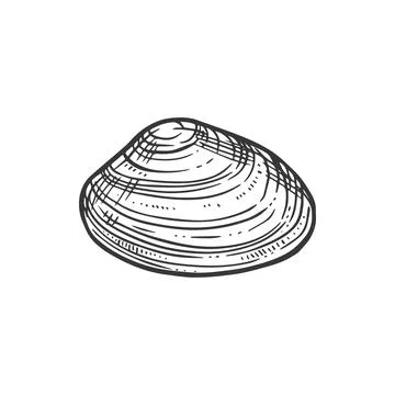 Sketch sea shell, vector engraved marine clam 스톡 일러스트
