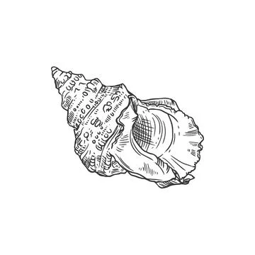 Sketch sea shell, vector ribbed cantharus conch Stock Illustration