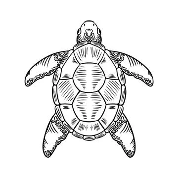Sketch Sea Turtle. Vector Hand Drawn Illustration of Eretmochelys Imbricata Stock Illustration