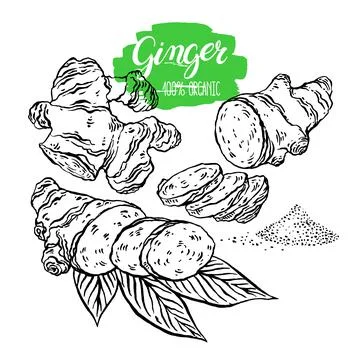 Sketch set of ginger 库存插图