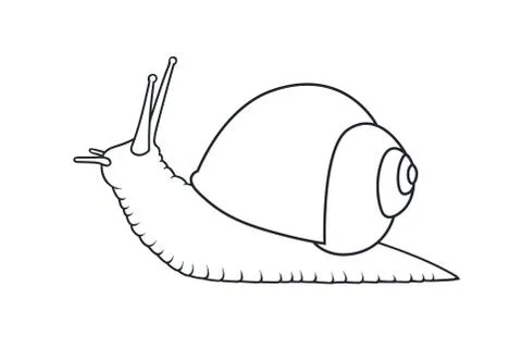 Sketch shell concept Illustrazione stock