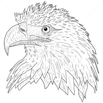 How to draw Eagle | Pencil drawing of Eagle | Pencil sketch of a Bird -  YouTube