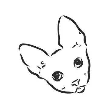 Sketch of a sphinx cat, isolated, on a white background. sphinx cat, vector s Stock Illustration