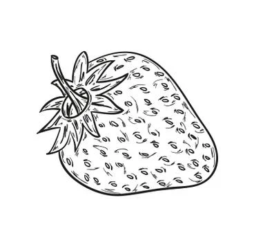 Sketch of the strawberry Illustrazione stock