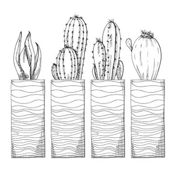 Sketch of succulents in high pots. Vector illustration of a sketch style. Stock Illustration