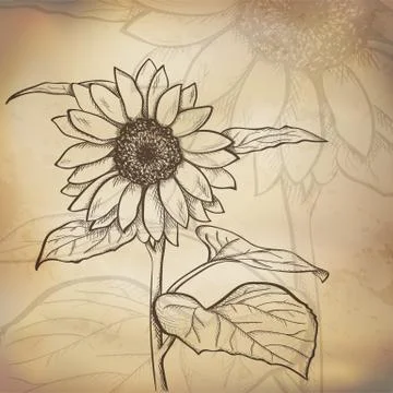 Sketch  sunflower background Stock Illustration