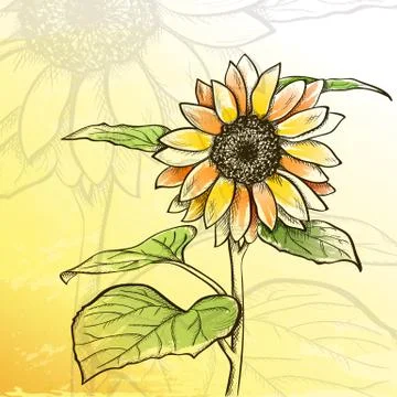 Sketch  sunflower background Stock Illustration