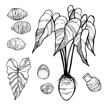 Sketch taro. Vector  illustration Stock Illustration