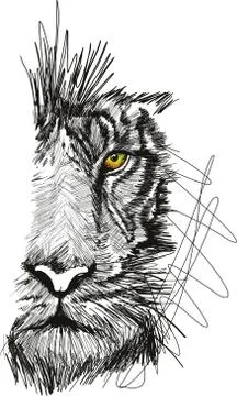 Sketch of tiger face Illustrazione stock