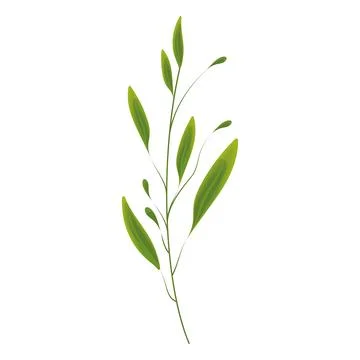 Sketch of a tree leaf icon Vector Stock Illustration