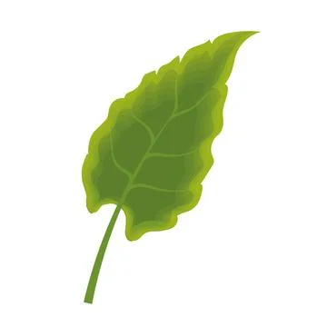 Sketch of a tree leaf icon Vector 스톡 일러스트