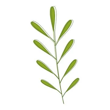 Sketch of a tree leaf icon Vector Stock Illustration