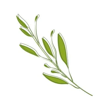 Sketch of a tree leaf icon Vector Stock Illustration