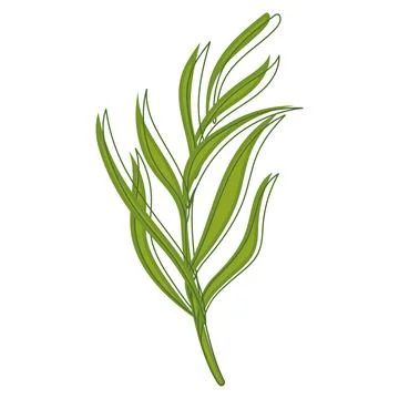 Sketch of a tree leaf icon Vector Stock Illustration