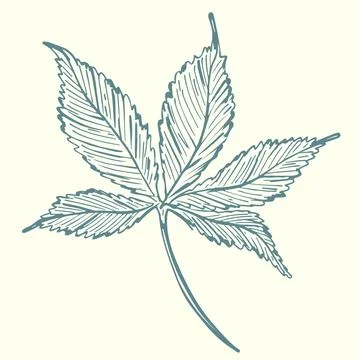 Sketch, tree leaf. Vector single green leaf, freehand drawing. Isolated object Illustrazione stock