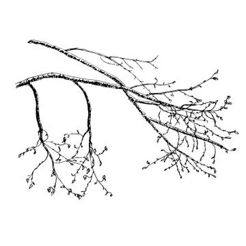 Sketch of tree s branch in spring. Stock Illustration