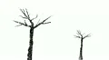 Sketch of trees, drawn with a pencil HD Footage