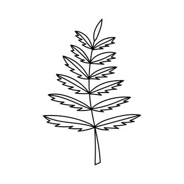 Sketch twigs. Hand drawn vector floral elements 库存插图
