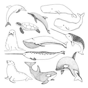 Sketch various sea creatures. Turtle, whale, walrus, dolphin and others. Stock Illustration
