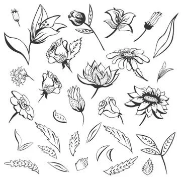 Sketch Vector Flowers Set Stock Illustration