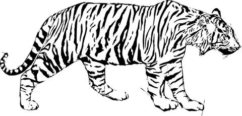 Sketch vector illustration of tiger Stock Illustration