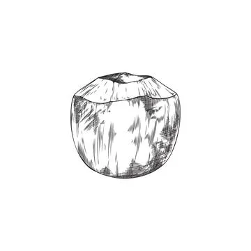 Sketch of vector open, cut coconut, hand drawn tropical exotic coconut cocktails Stock Illustration