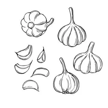 Sketch vegetables. Vector  illustration Illustrazione stock