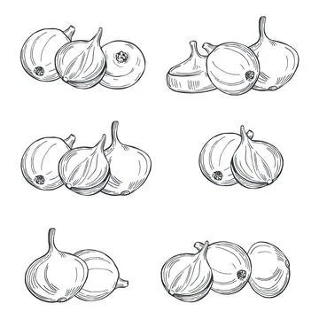 Sketch vegetables. Vector  illustration Stock Illustration