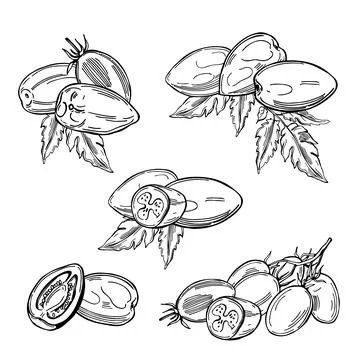 Sketch vegetables. Vector  illustration Stock Illustration