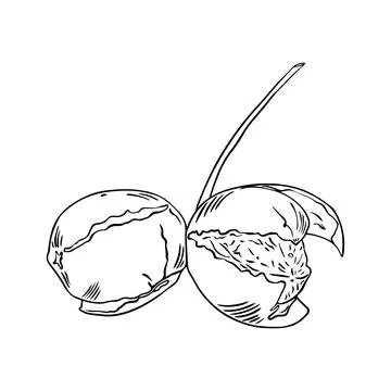 Sketch of walnuts in sketch style. Vector illustration Illustrazione stock