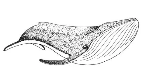 Sketch of a whale isolated on white background. Vector Stock Illustration