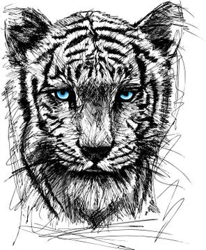 Sketch of white tiger Stock Illustration