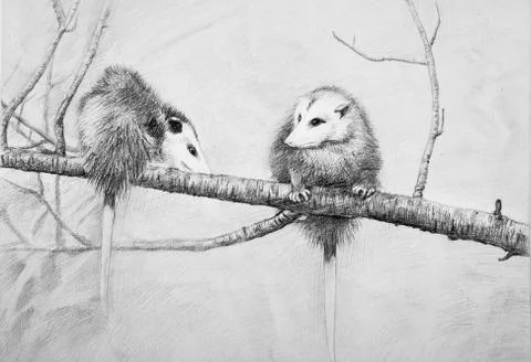 Sketch of wild possums on a branch on a white background. Stock Illustration