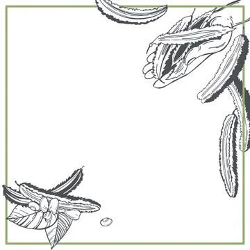 Sketch winged beans. Vector  background. Stock Illustration