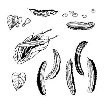 Sketch winged beans. Vector  illustration Stock Illustration