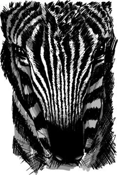 Sketch of a zebra head Stock Illustration