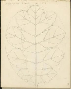 Sketchbook 3: Ornament studies, basic sheet, Acanthus Mollis, A: B: H = 3:... Stock Photos