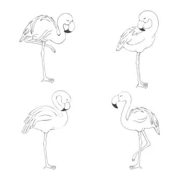 Sketched flamingos vector Stock Illustration