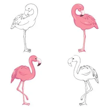 Sketched flamingos vector Stock Illustration