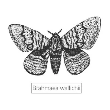 Sketched macro insect illustration Stock Illustration
