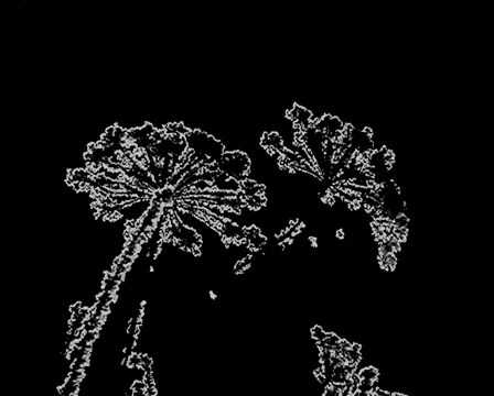 Sketch.Sparkling flowers. 스톡 동영상 906010