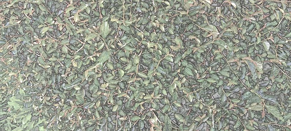 Sketsa leaf background 스톡 사진