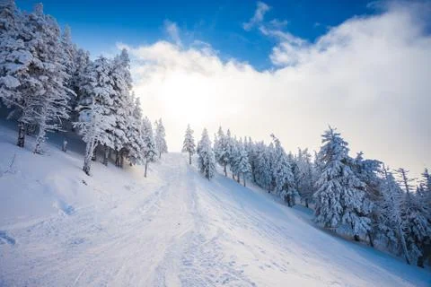 Ski forest path with pine trees covered in snow Stock Photos