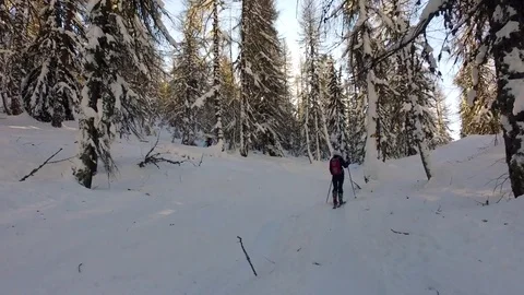 Ski mountaineering in a forest Stock Footage 84222996