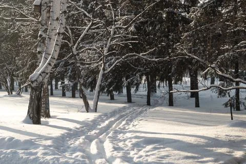 Ski path in the park. Stock Photos
