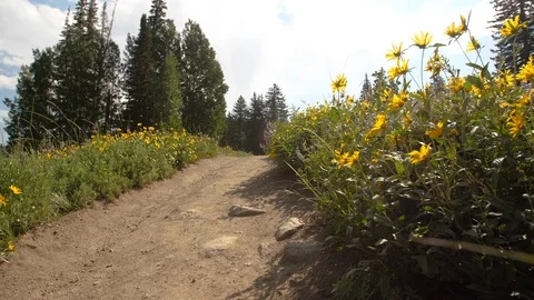Ski Resort summer flowers 2 Video stock 89840482