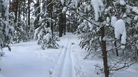 Ski road in a snowy forest. Stock Footage 60368905