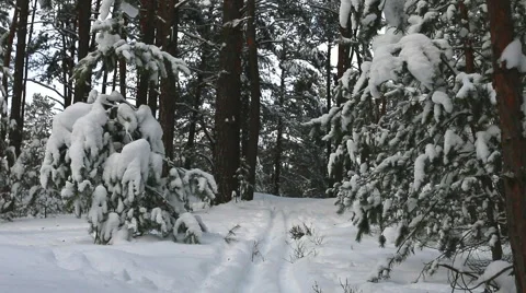 Ski road in the winter forest. Video stock 60369260